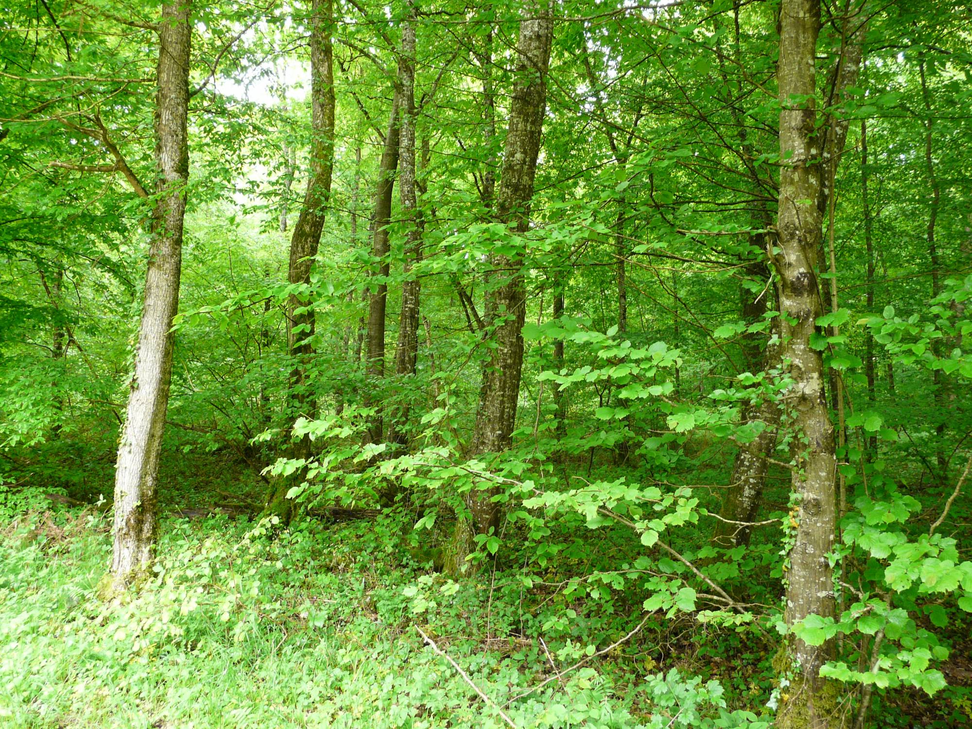 photo d'un couvert forestier en France